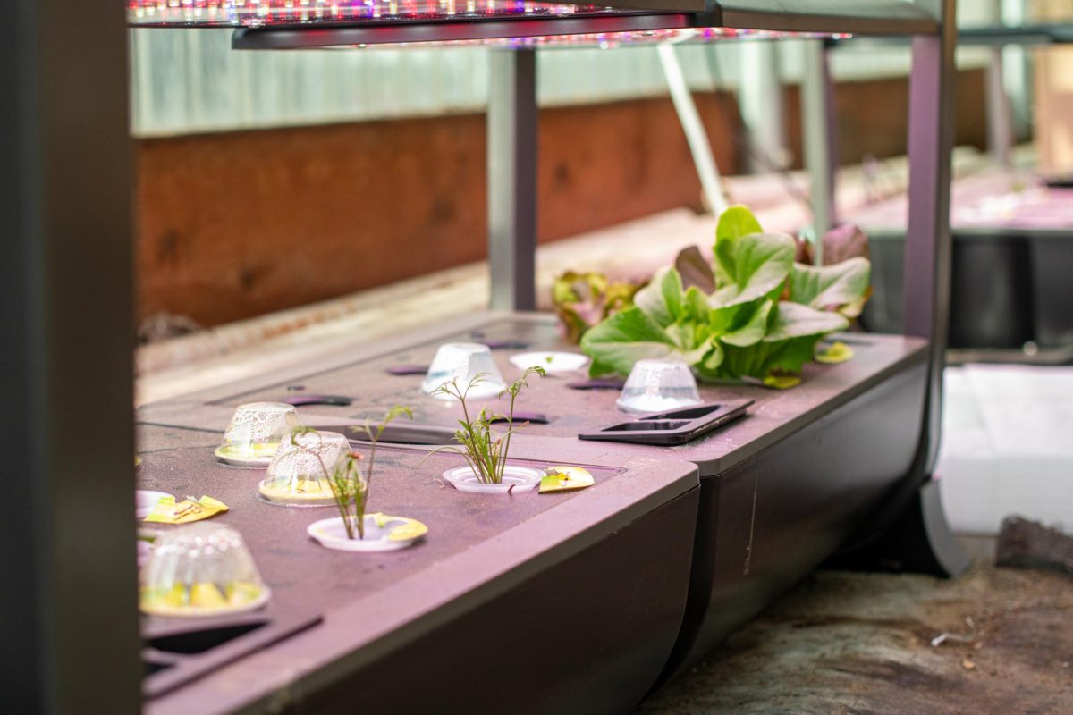 SHS’ Eco Club tries this new hydroponic growing set-up thanks to a grant to to connect students to modern and efficient means of producing nutritious food.