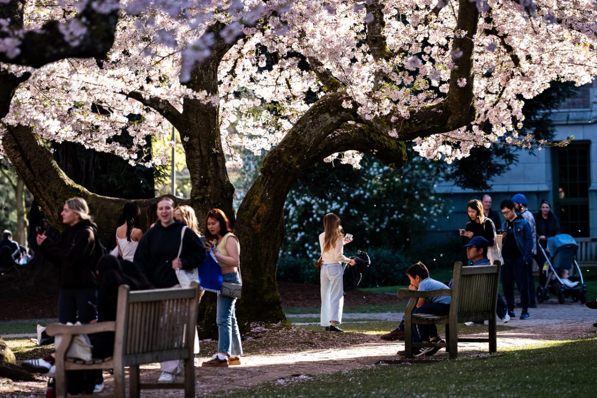 The University of Washington Seattle is Blooming