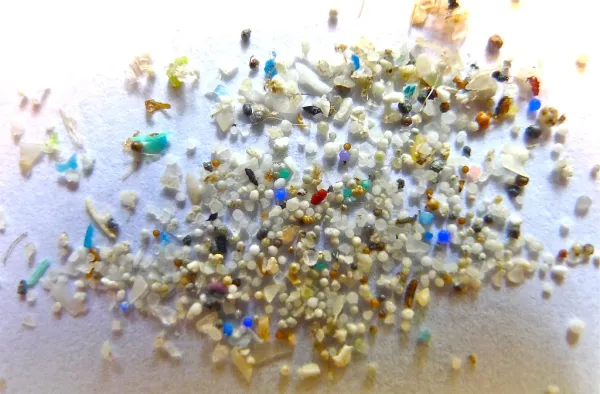 "Microplastic" by Oregon State University is licensed under CC BY-SA 2.0.